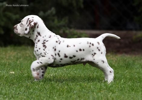 Ypsilon Wing vom Teutoburger Wald