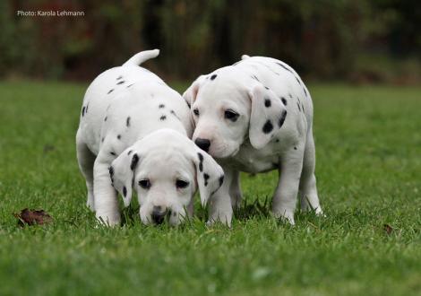 Yasmin Bloom mit ihrem Bruder Your Eminence vom Teutoburger Wald