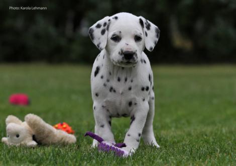 Yes we Can vom Teutoburger Wald