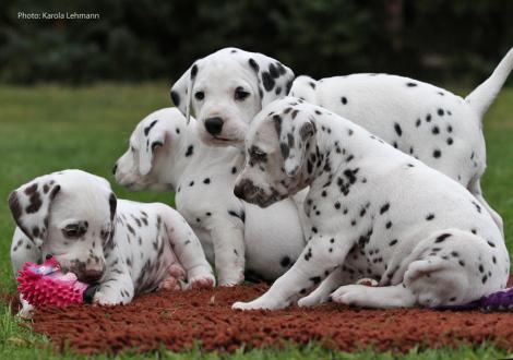 Ypsilon Wing, Your Eminence und Yupiter Moon mit Schwesterchen Yellow Autumn vom Teutoburger Wald