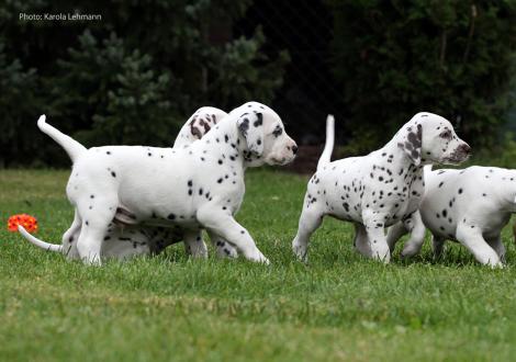 Yard Protector mit seiner Schwester Yellow Autumn vom Teutoburger Wald