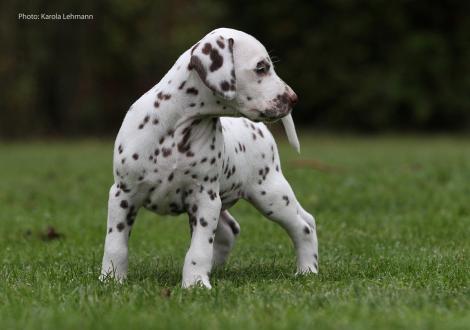 Ypsilon Wing vom Teutoburger Wald