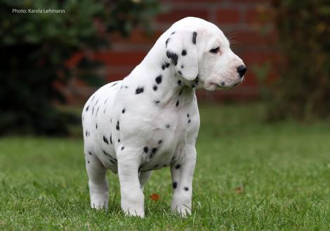Yupiter Moon vom Teutoburger Wald