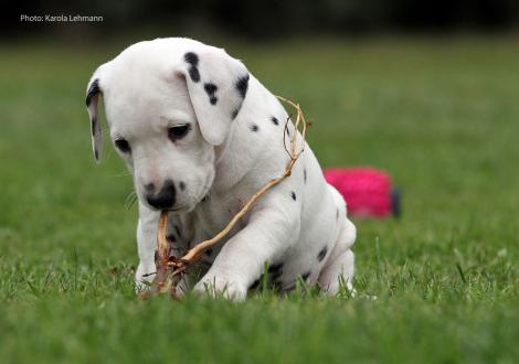 Yasmin Bloom vom Teutoburger Wald