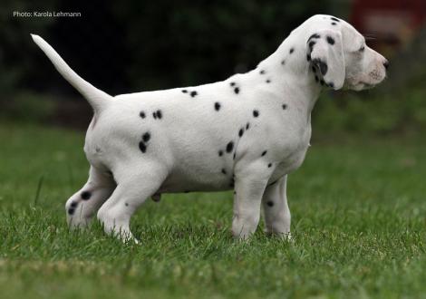 Your Eminence vom Teutoburger Wald