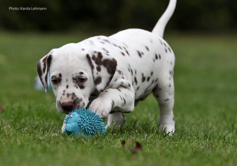 Ypsilon Wing vom Teutoburger Wald