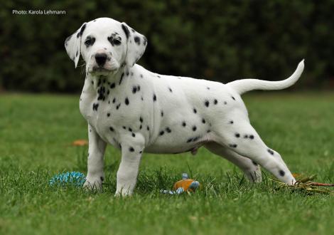 Yard Protector vom Teutoburger Wald (Mr. Schwarz | Rüde | weiß-schwarz)