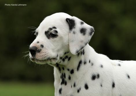 Yard Protector vom Teutoburger Wald (Mr. Schwarz | Rüde | weiß-schwarz)