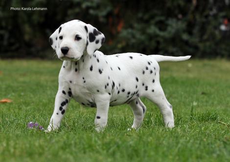 Yupiter Moon vom Teutoburger Wald (Mr. Blau | Rüde | weiß-schwarz)