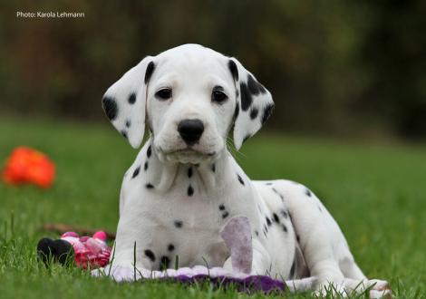 Yupiter Moon vom Teutoburger Wald (Mr. Blau | Rüde | weiß-schwarz)