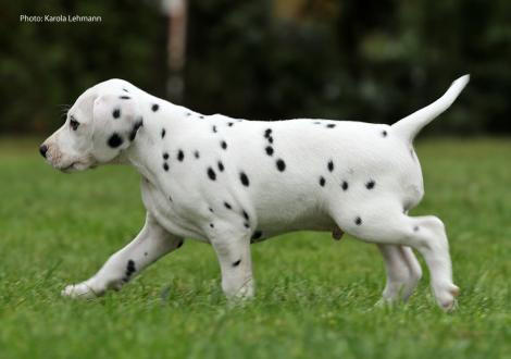 Your Eminence vom Teutoburger Wald (Mr. Grün | Rüde | weiß-schwarz)