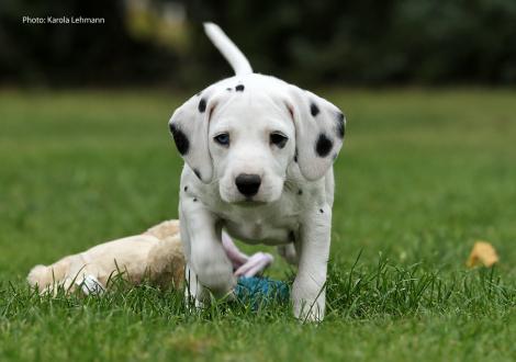 Your Eminence vom Teutoburger Wald (Mr. Grün | Rüde | weiß-schwarz)