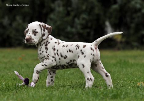 Ypsilon Wing vom Teutoburger Wald (Mr. Ohne | Rüde | weiß-braun)