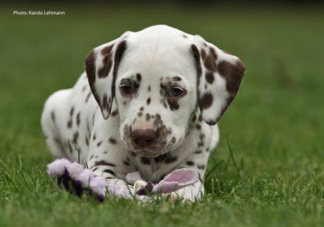 Ypsilon Wing vom Teutoburger Wald (Mr. Ohne | Rüde | weiß-braun)