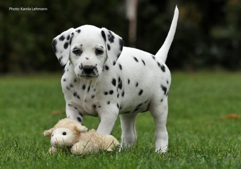Yes we Can vom Teutoburger Wald (Lady Ohne | Hündin | weiß-schwarz)
