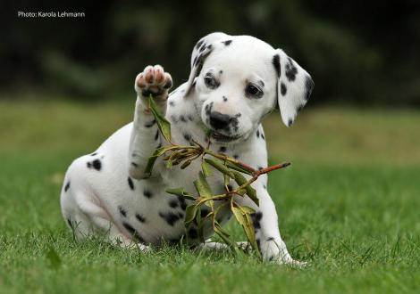 Yes we Can vom Teutoburger Wald (Lady Ohne | Hündin | weiß-schwarz)