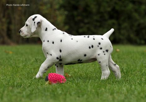Yasmin Bloom vom Teutoburger Wald (Lady Rosa | Hündin | weiß-schwarz)