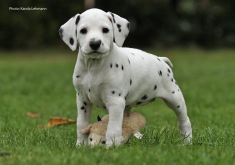 Yasmin Bloom vom Teutoburger Wald (Lady Rosa | Hündin | weiß-schwarz)