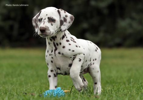 Yellow Autumn vom Teutoburger Wald (Lady Orange | Hündin | weiß-braun)