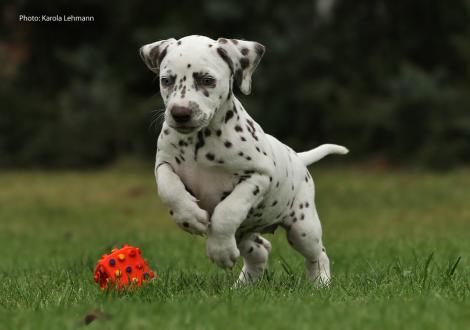 Yellow Autumn vom Teutoburger Wald (Lady Orange | Hündin | weiß-braun)