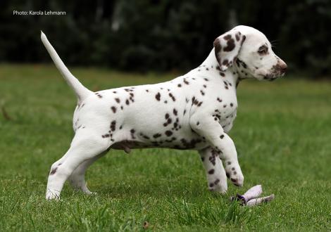 Ypsilon Wing vom Teutoburger Wald (Mr. Ohne | Rüde | weiß-braun)