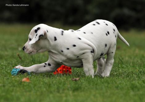 Yasmin Bloom vom Teutoburger Wald (Lady Rosa | Hündin | weiß-schwarz)