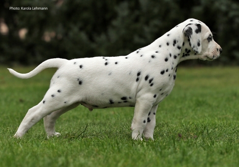Yard Protector vom Teutoburger Wald (Mr. Schwarz | Rüde | weiß-schwarz)