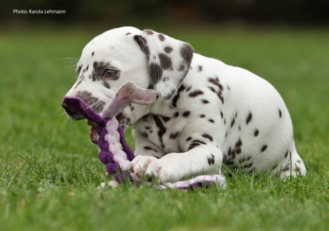 Yellow Autumn vom Teutoburger Wald (Lady Orange | Hündin | weiß-braun)