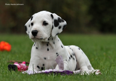 Yupiter Moon vom Teutoburger Wald (Mr. Blau | Rüde | weiß-schwarz)