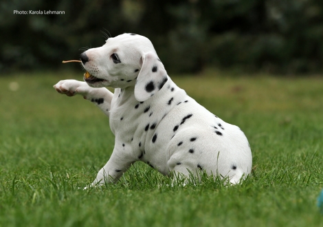 Your Eminence vom Teutoburger Wald (Mr. Grün | Rüde | weiß-schwarz)