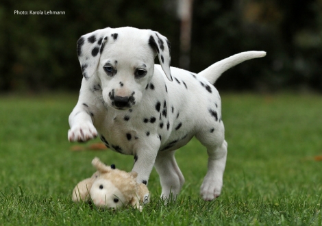 Yes we Can vom Teutoburger Wald (Lady Ohne | Hündin | weiß-schwarz)