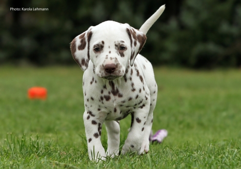 Ypsilon Wing vom Teutoburger Wald (Mr. Ohne | Rüde | weiß-braun)