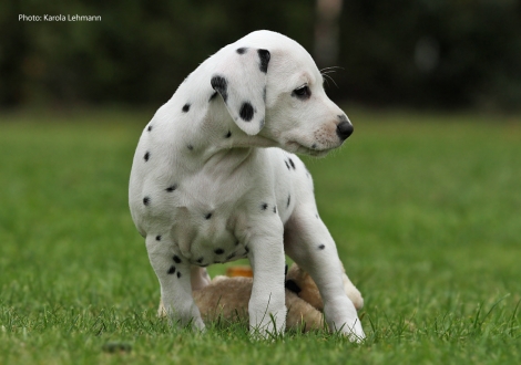 Yasmin Bloom vom Teutoburger Wald (Lady Rosa | Hündin | weiß-schwarz)