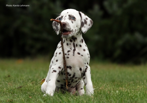 Yellow Autumn vom Teutoburger Wald (Lady Orange | Hündin | weiß-braun)