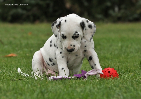 Yard Protector vom Teutoburger Wald (Mr. Schwarz | Rüde | weiß-schwarz)