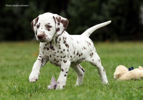 Ypsilon Wing vom Teutoburger Wald (Mr. Ohne | Rüde | weiß-braun)