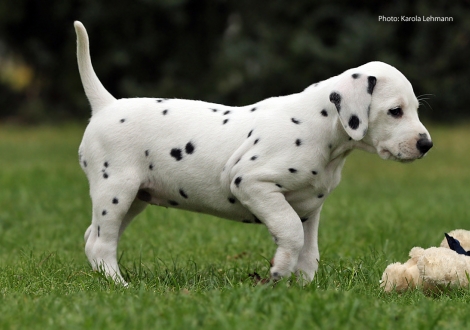 Yasmin Bloom vom Teutoburger Wald (Lady Rosa | Hündin | weiß-schwarz)