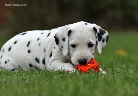 Yupiter Moon vom Teutoburger Wald (Mr. Blau | Rüde | weiß-schwarz)