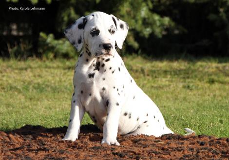 Yard Protector vom Teutoburger Wald (Rüde | weiß-schwarz)