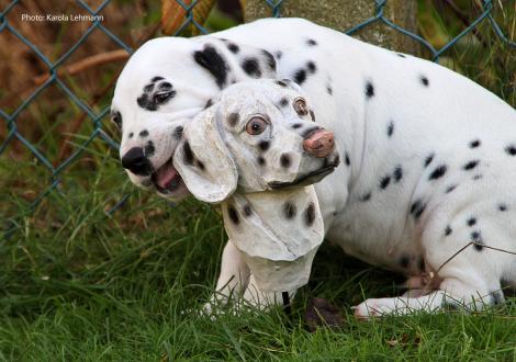 Yard Protector vom Teutoburger Wald (Rüde | weiß-schwarz)