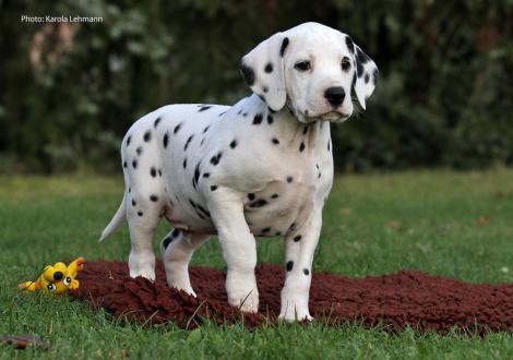Yupiter Moon vom Teutoburger Wald (Rüde | weiß-schwarz)