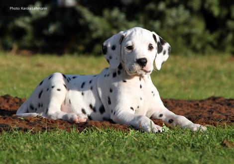 Yupiter Moon vom Teutoburger Wald (Rüde | weiß-schwarz)