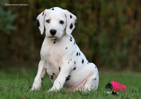 Your Eminence vom Teutoburger Wald (Rüde | weiß-schwarz)