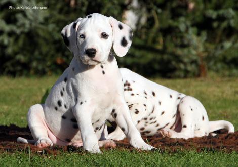 Your Eminence vom Teutoburger Wald (Rüde | weiß-schwarz)