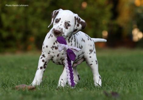 Ypsilon Wing vom Teutoburger Wald (Rüde | weiß-braun)