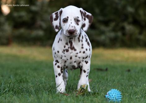 Ypsilon Wing vom Teutoburger Wald (Rüde | weiß-braun)