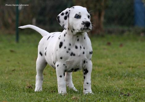 Yes we Can vom Teutoburger Wald (Hündin | weiß-schwarz)