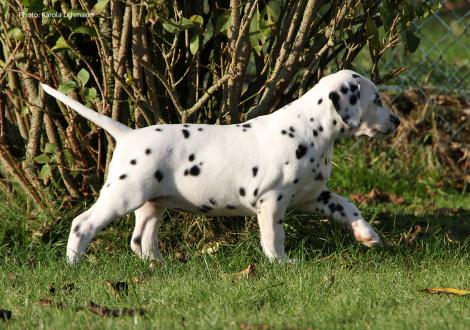 Yes we Can vom Teutoburger Wald (Hündin | weiß-schwarz)