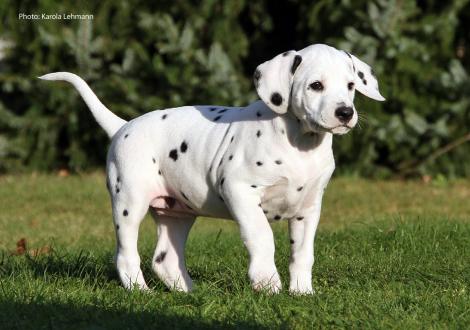 Yasmin Bloom vom Teutoburger Wald (Hündin | weiß-schwarz)