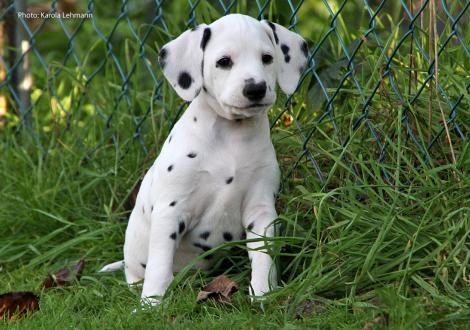 Yasmin Bloom vom Teutoburger Wald (Hündin | weiß-schwarz)